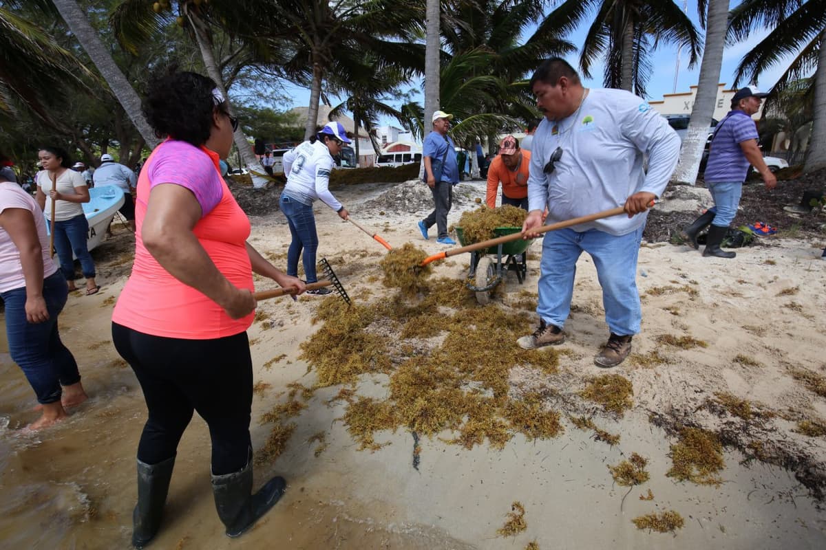 Gobierno de Quintana Roo publica declaratoria de emergencia para combate al sargazo