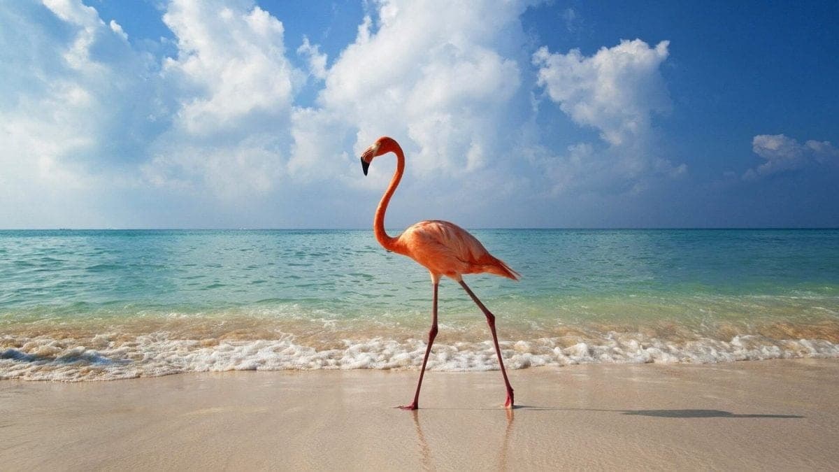 Holbox es nombrado como el paraíso natural número uno de Latinoamérica