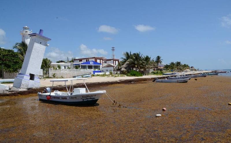 Basureros clandestinos de sargazo destruyen el ecosistema de Puerto Morelos