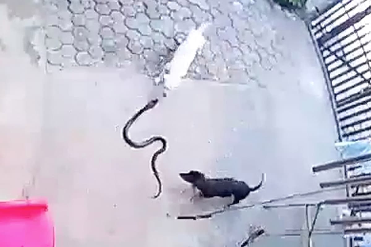(VIDEO) Perros se sacrifican al proteger a un bebé de una cobra
