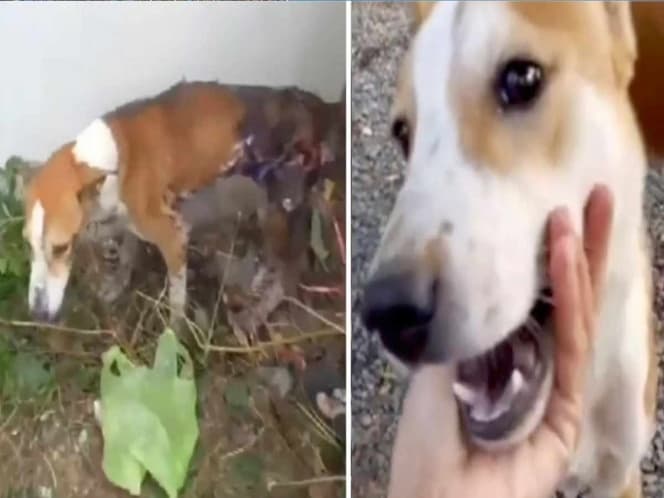 Queman a perro con asfalto hirviendo y casi muere