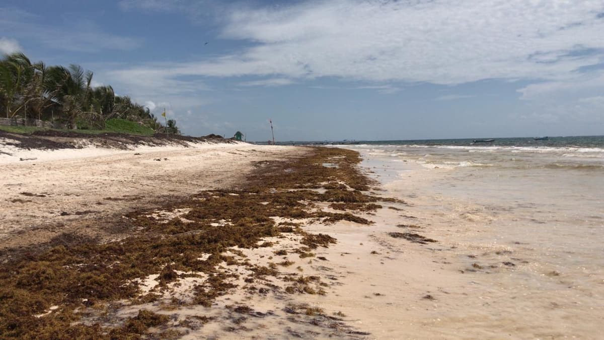 Sargazo deja las playas de Tulum, ahora lucen limpias