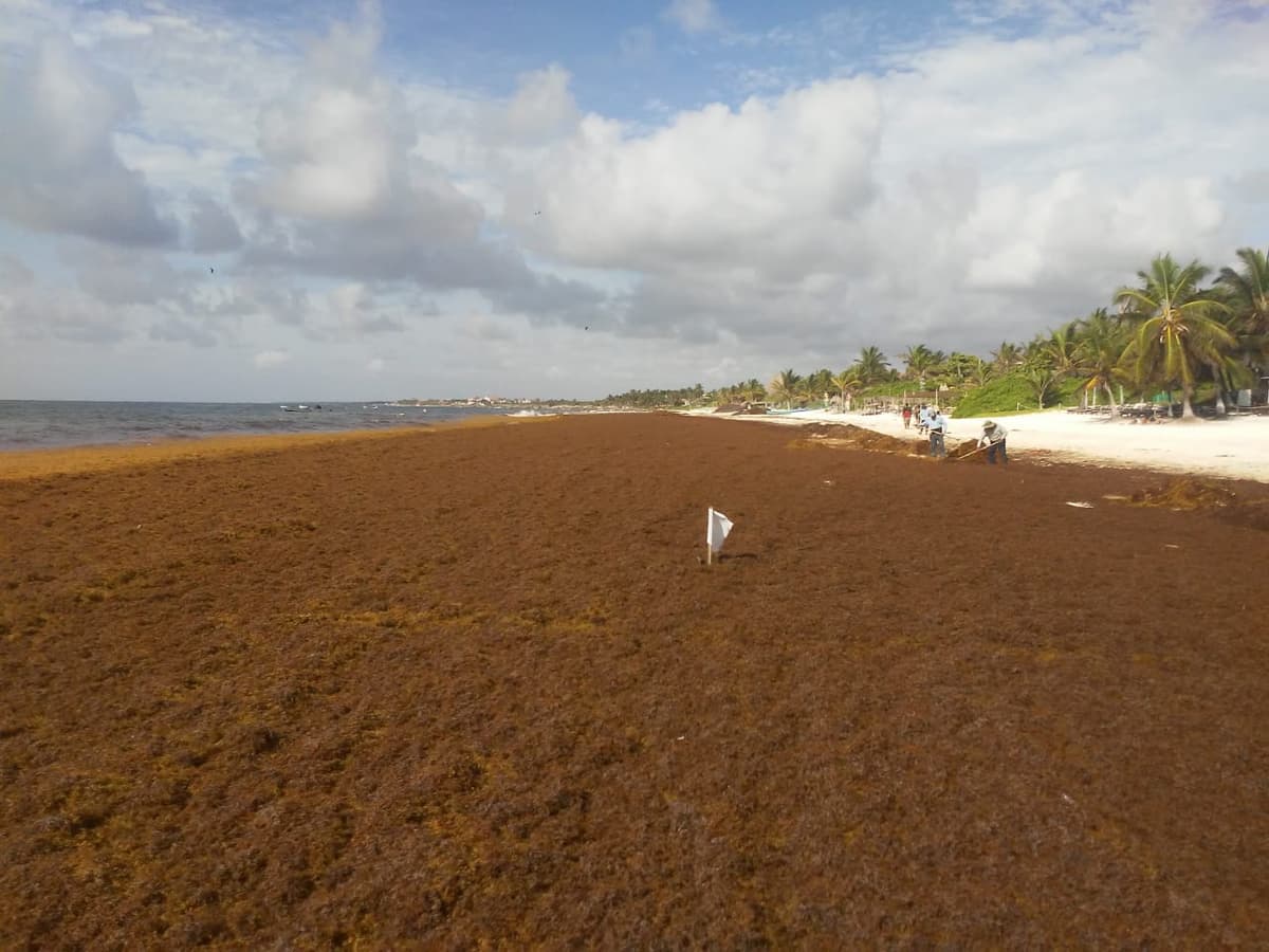 Amanece Tulum con toneladas de sargazo