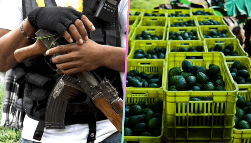 Por incremento de precios, surge banda "roba aguacates"