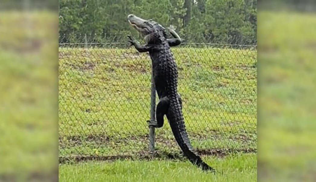 Caimán se "vuela la barda" y se vuelve viral