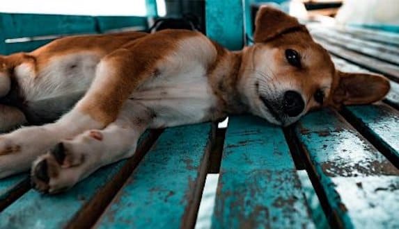 De 6 meses a 3 años de cárcel por robo de mascotas en Quintana Roo