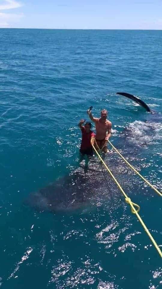 Investiga Conanp presunto maltrato de tiburón ballena