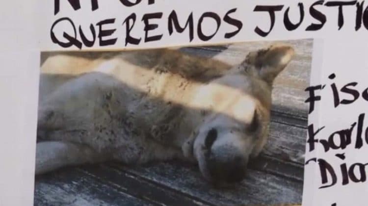 Histórico: dictan primera condena a prisión por maltrato animal en México