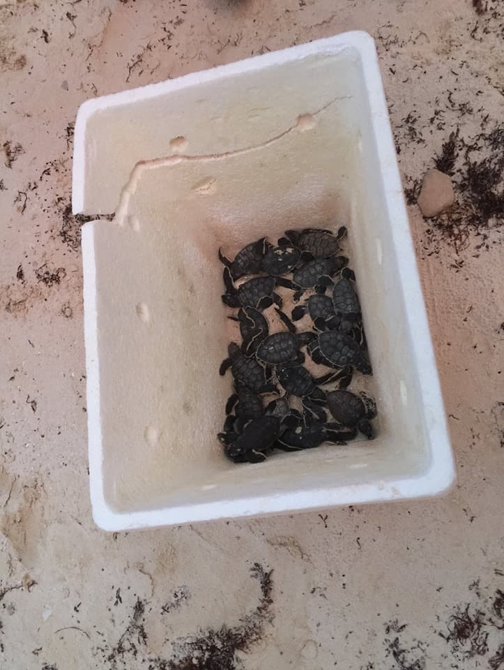 Asociación de vecinos también cuida tortugas marinas