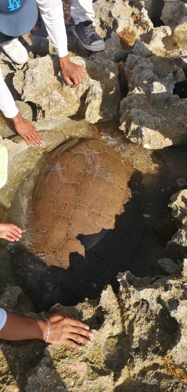 Video: Salvan a tortuga marina atascada en playa de Cozumel