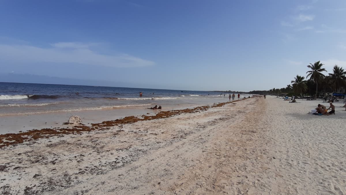 Regresa “vida” a Tulum con mar turquesa y las arenas blancas, sin sargazo