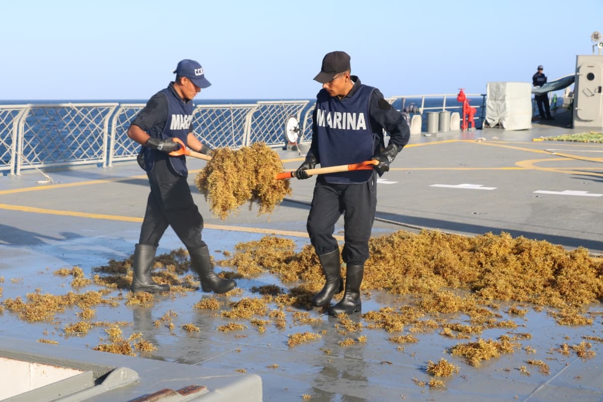 Galería: Así recoge la Marina el sargazo en Quintana Roo