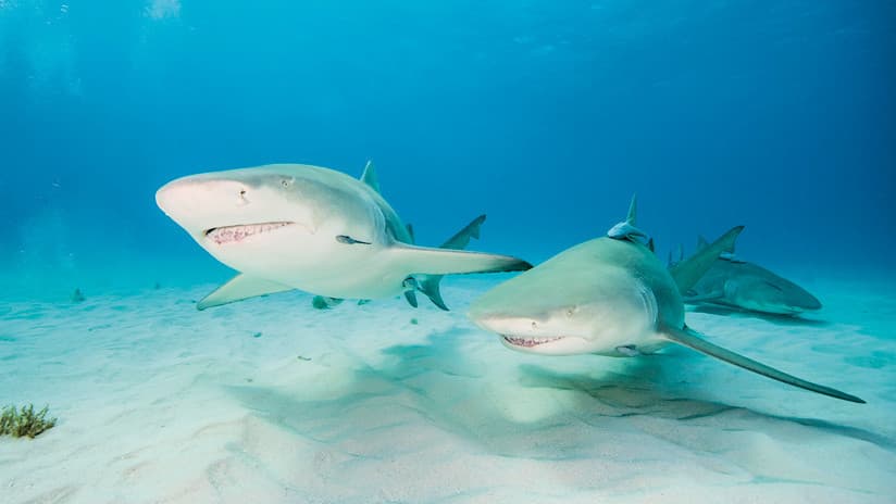 Youtuber utiliza su propia sangre como carnada para probar olfato de los tiburones