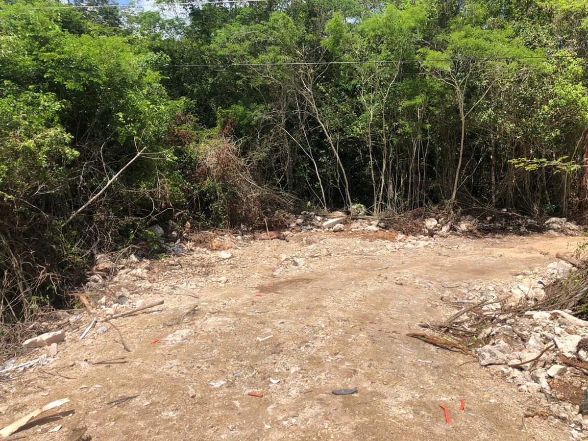Hallan cuerpo putrefacto junto a laguna de Tulum