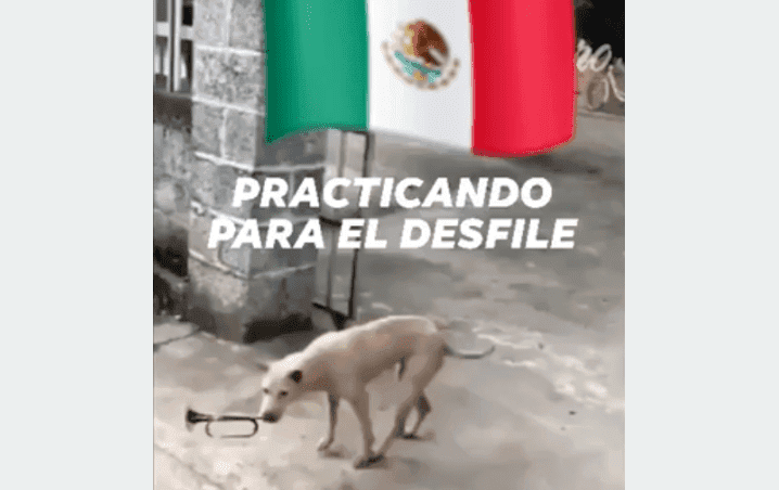 Las fiestas patrias estarán "perronas"