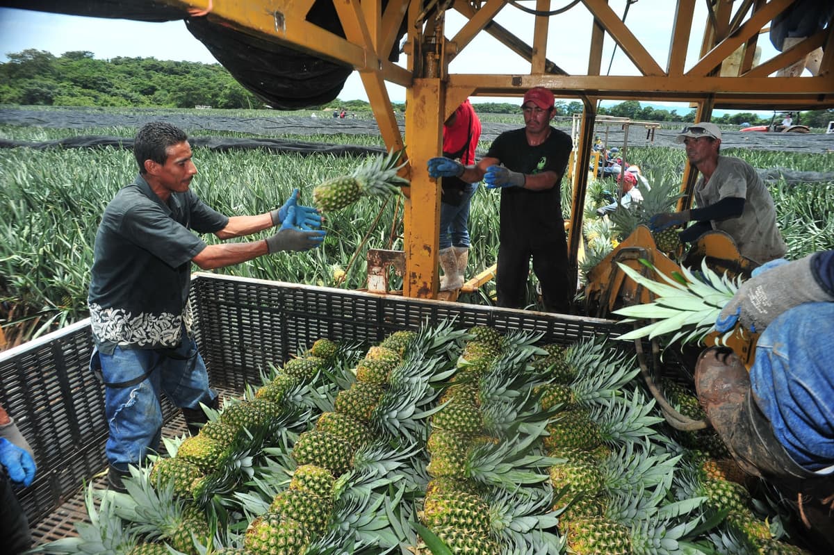 Desviaron apoyos a piñeros por 90 millones de pesos