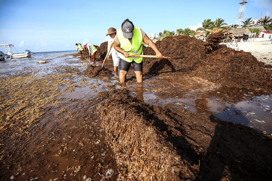 Declaran desiertas licitaciones para combate al sargazo en Solidaridad