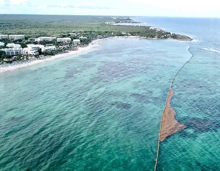 Barrera instalada por hoteleros en Akumal frena 75% de sargazo