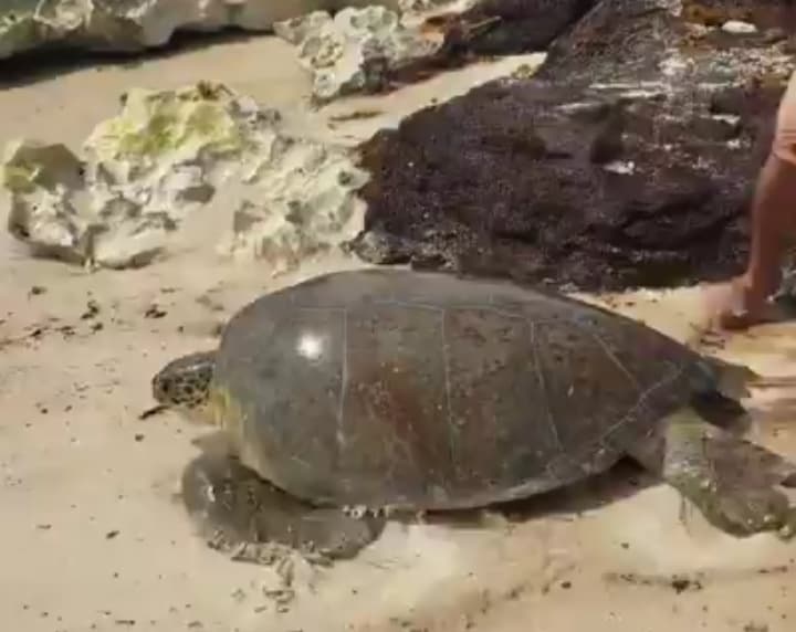 Rescatan a tortuga varada en Cozumel