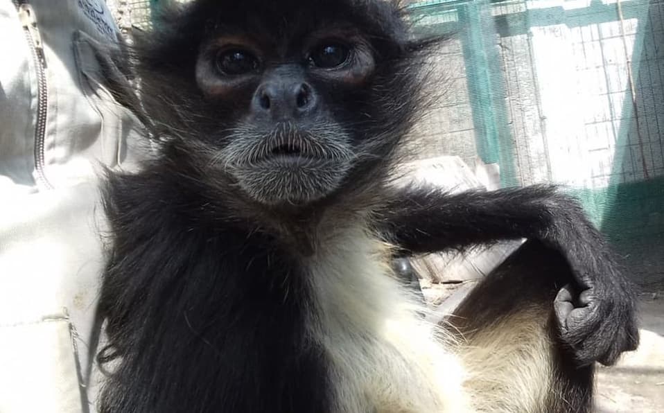 Mono araña se pasea por las calles de Playa del Carmen