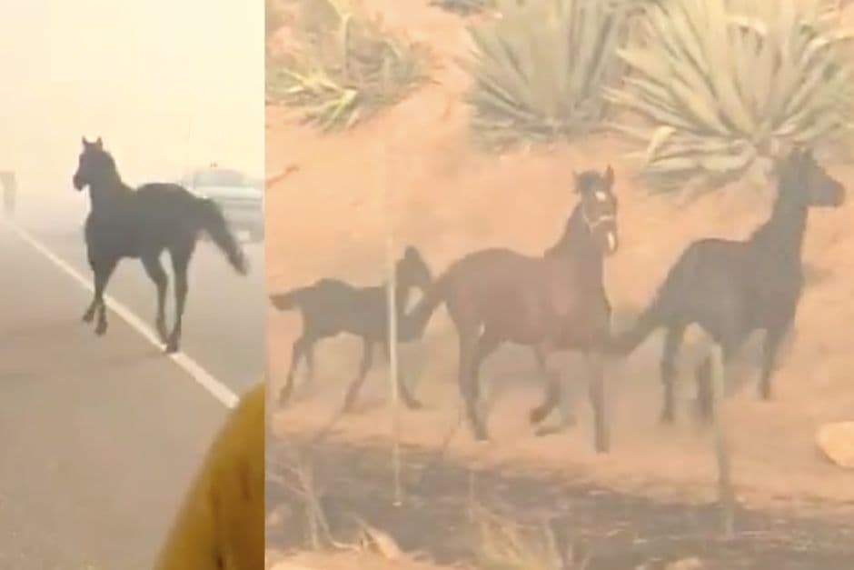 VIDEO: Un caballo evacuado vuelve por su familia y se hace viral