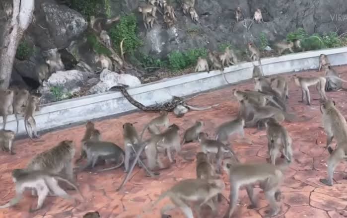 VIDEO: Una pitón estrangula a un mono ante las miradas desesperadas de su manada