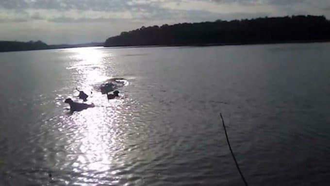 VIDEO: Enorme cocodrilo devora a un perrito enfrente de su dueño