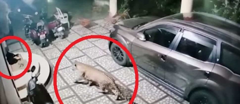 VIDEO: Perrito se salva de ser comido por un leopardo dentro de su hogar