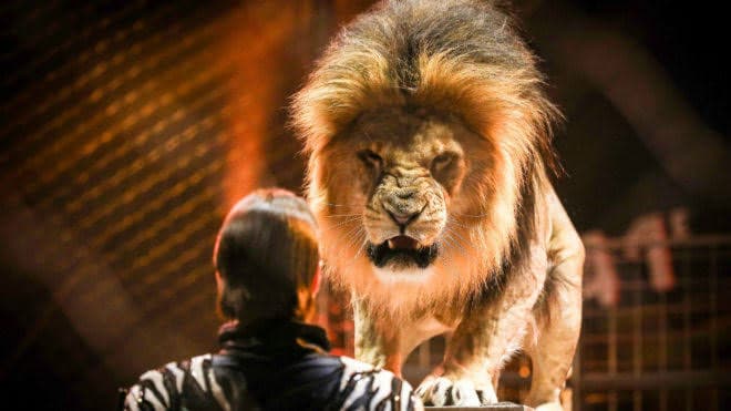 Hombre le echa su león a un trabajador para no pagarle