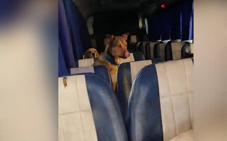 ¡El autobús de perritos que enamoró a los internautas!
