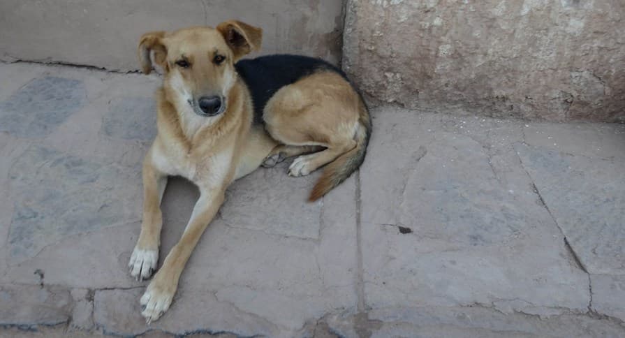 Firman en Quintana Roo convenio para certificar al personal contra el maltrato animal