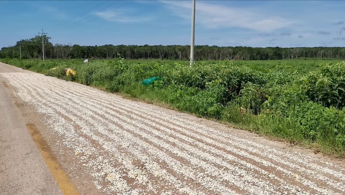 Arranca cosecha de calabaza chihua en la zona maya