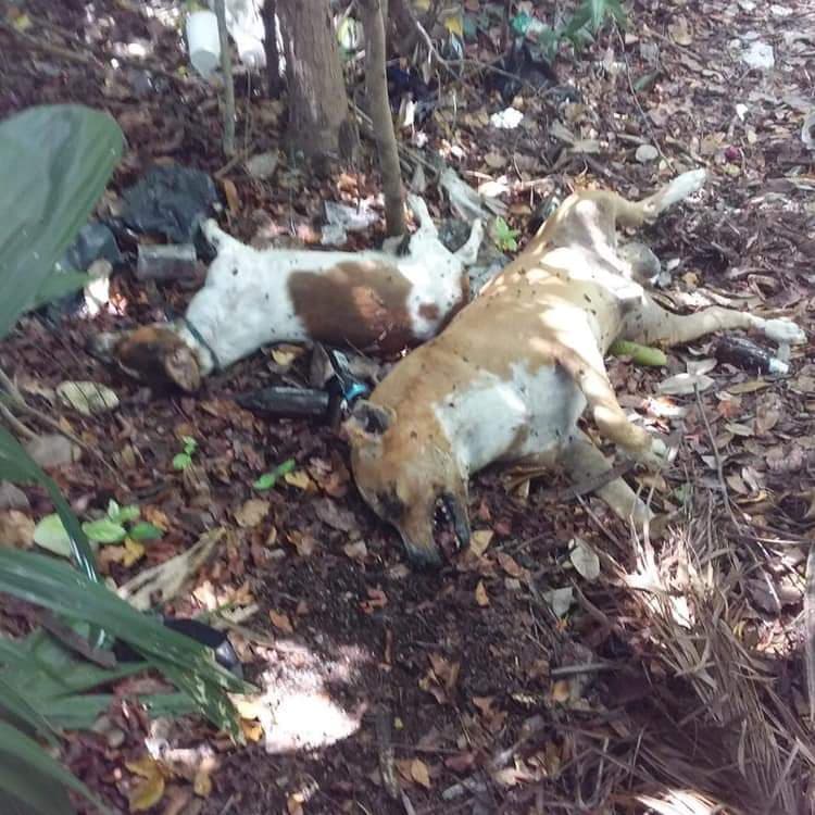 Envenenan perros en el bulevar Bahía en Chetumal