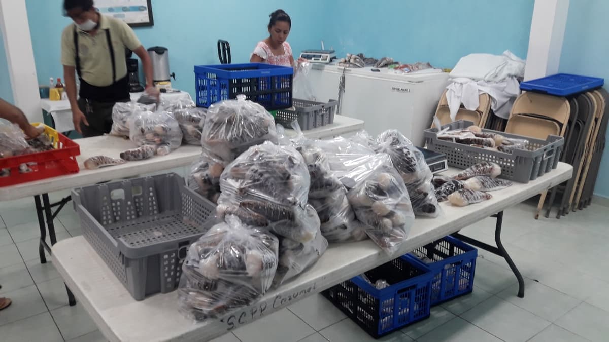 No es redituable exportar langosta desde Cozumel