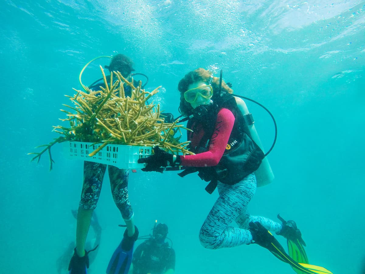 Con siembra masiva de corales, Quintana Roo es ejemplo mundial en conservación ambiental