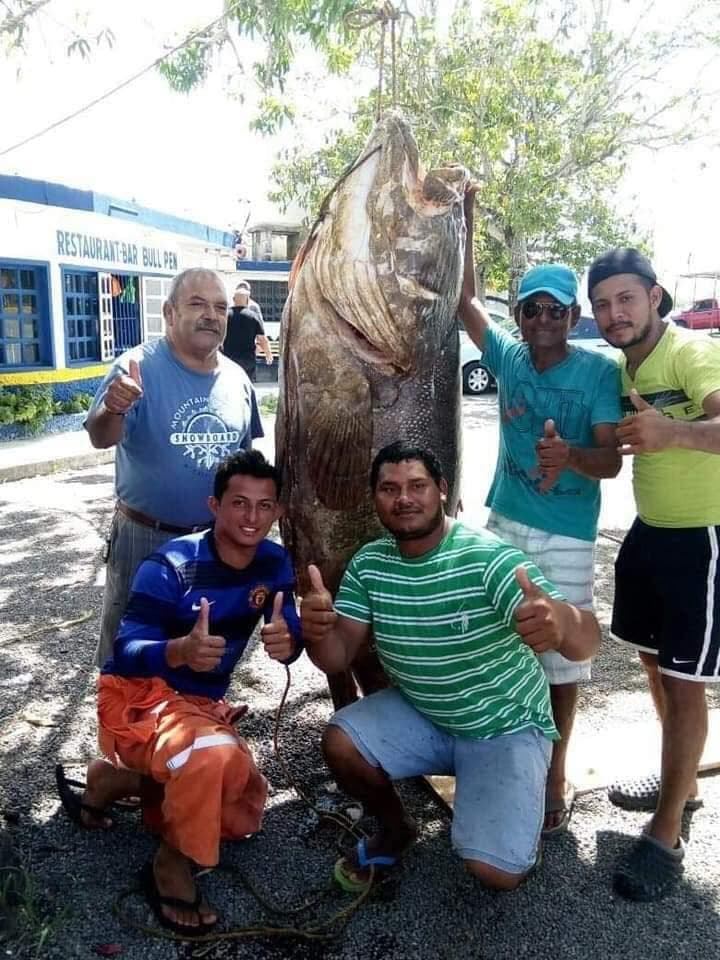 Pescadores de Campeche capturan Cherna gigante