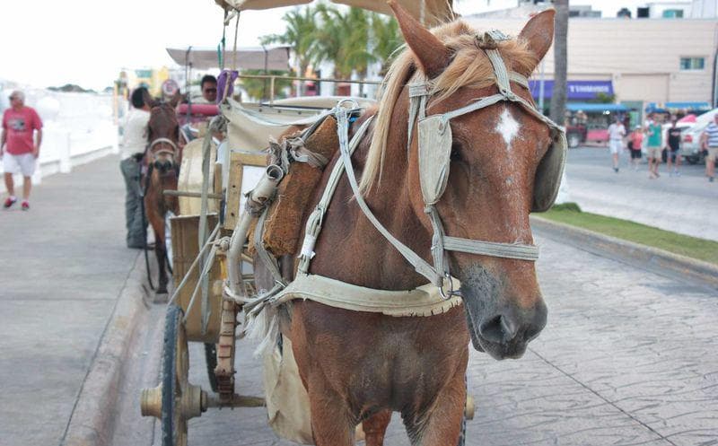 Darán "reversa" a Ley de Bienestar Animal