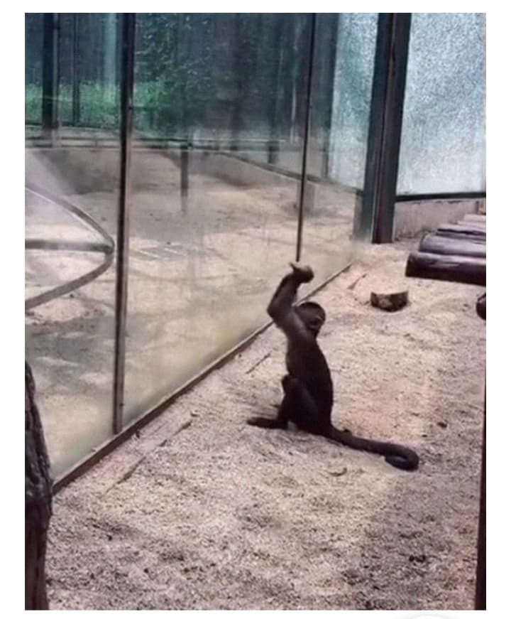 Mono afila una roca para romper el vidrio de su recinto y liberarse