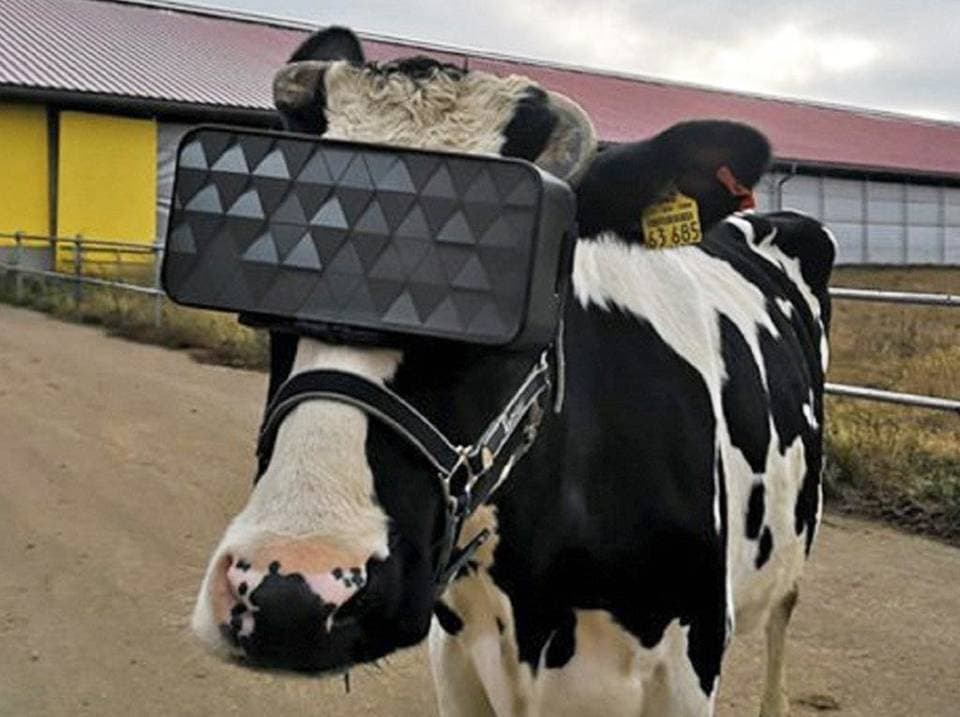 Vacas rusas pastarán con lentes de realidad virtual para que sean más "felices"