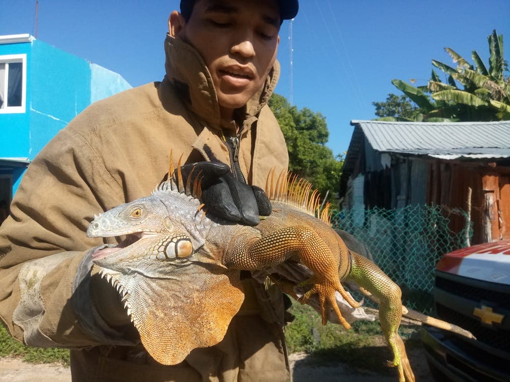 Rescatan a iguana en colonia de Chetumal
