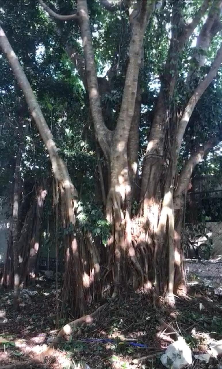 Piden salvar a árboles en el Ejido de Playa del Carmen, ante planes de desarrolladores