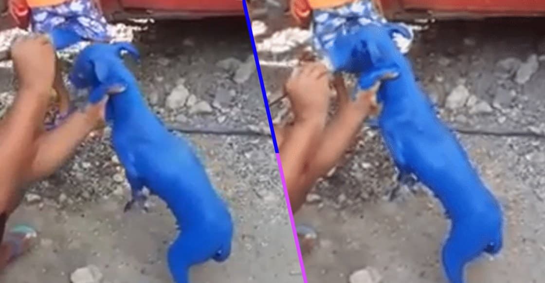 (Video) Hombre pinta a un perrito para "quitarle la sarna"