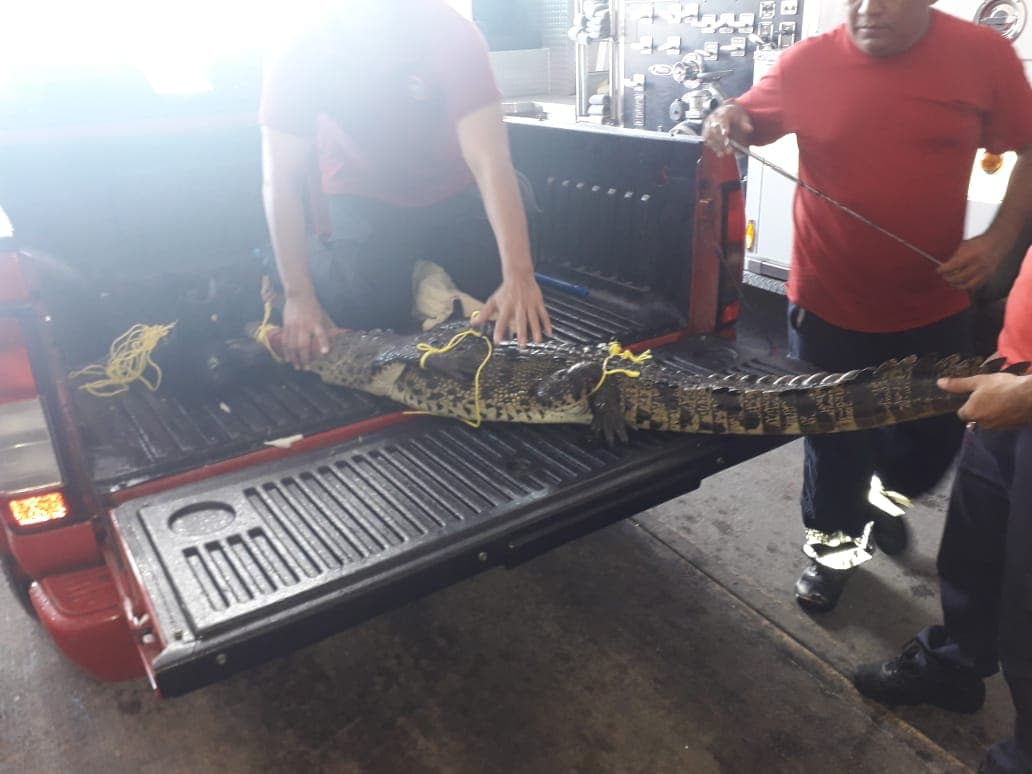 Cocodrilo ataca a turista en Cozumel