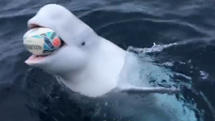 Una beluga juega a la pelota con un marinero en mitad del océano