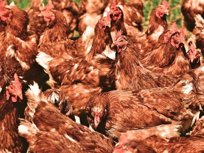 Hombre compra por error en internet mil gallinas