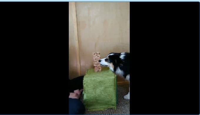 ¡Increíble! Perro sabe jugar al jenga