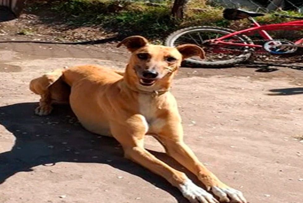 PETA pide no decirle "mascotas" a los perros o gatos porque es ofensivo