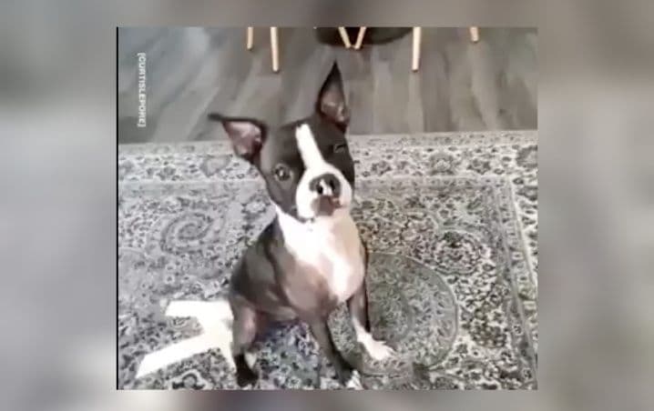 Perrito enojado con su dueño recurre a tierna venganza y se hace viral