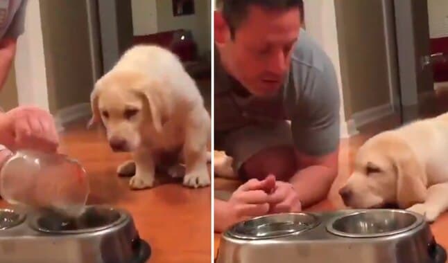 (Video) Perrito reza antes de comer y se vuelve viral