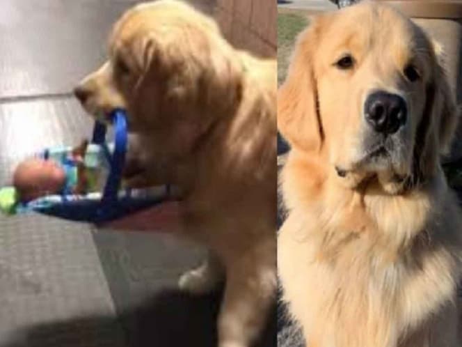 Perro es arrestado por robar juguetes de la Fundación Santa